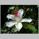 Hibiscus arnottianus.jpg